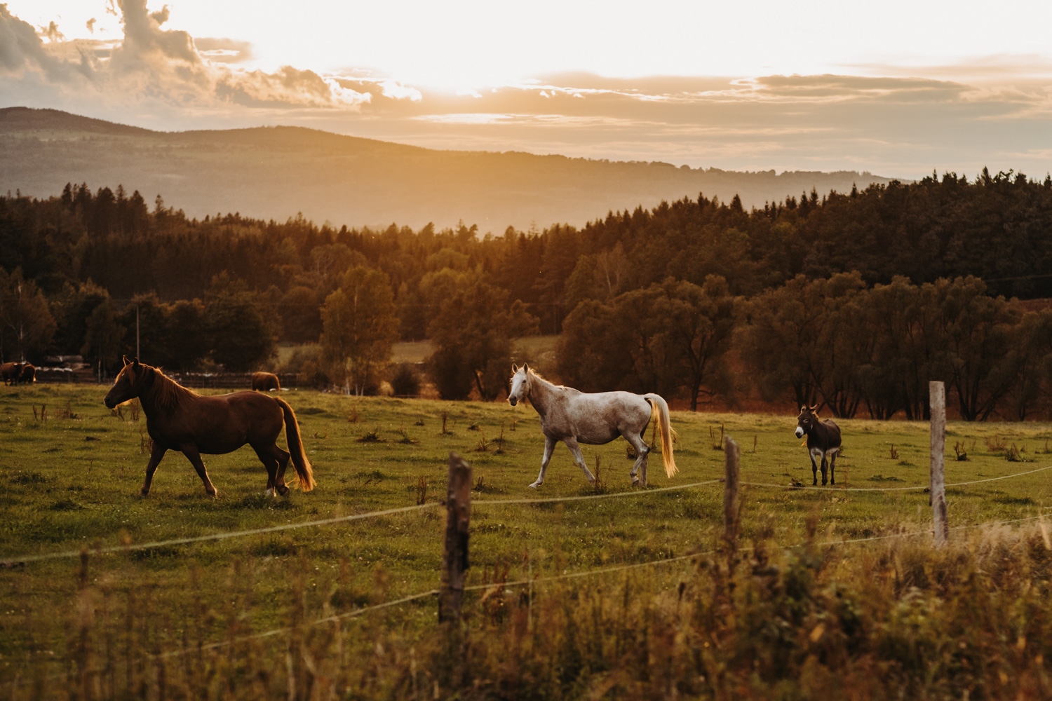 Basia i Michał – fotograf – wesele – Sulechów (991 of 998)
